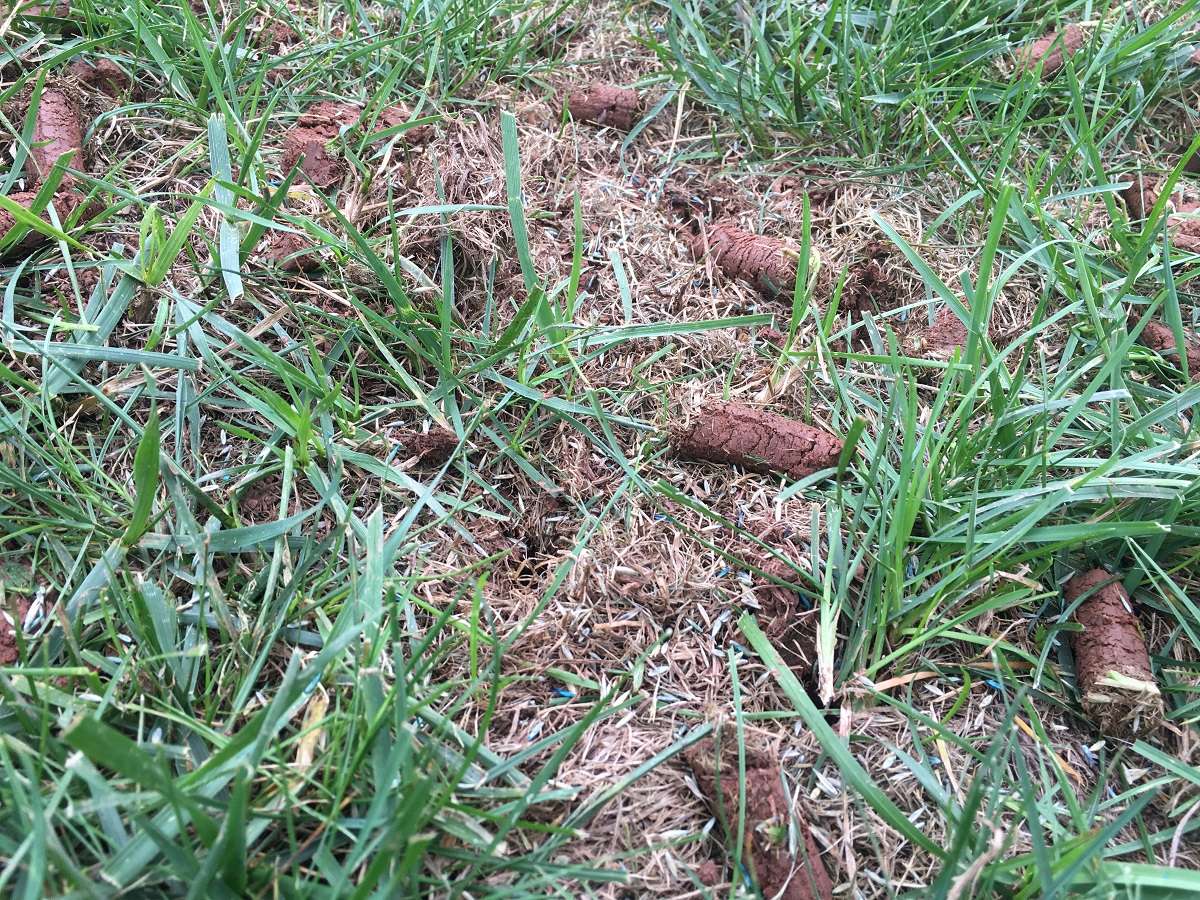 Why We Aerate And Compost Lawns Before Overseeding